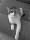 HOUSECAT